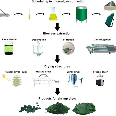 Illustration Of The Metabolism And Effects Of Microalgae In Shrimp