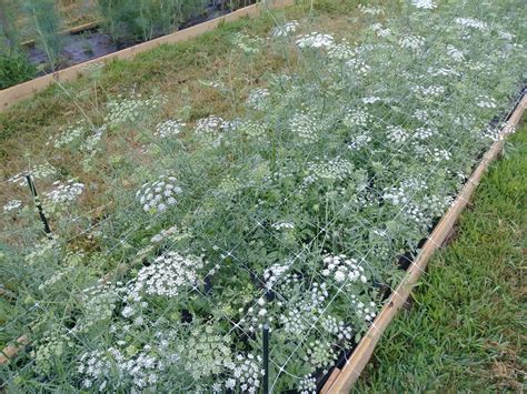 How To Grow Ammi False Queen Annes Lace — Three Acre Farm