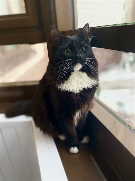 10 пород кошек для квартиры | АДРЕС | Дзен