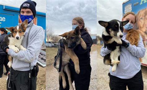 Humane Society Of Missouri Rescues Over 55 Dogs From Horrific