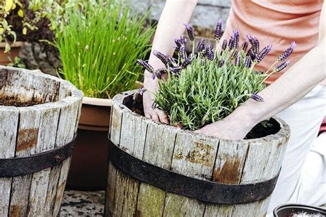 El Truco Para Hacer Brotar Lavanda En Una Taza Tu Casa Oler Muy Bien