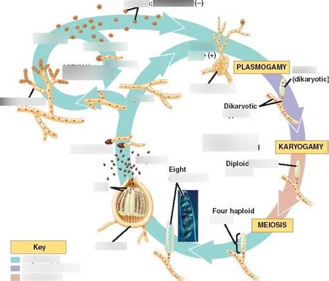 Ascomycota Reproductive Cycle Diagram | Quizlet