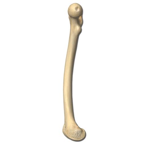 Femur Labeling Quiz