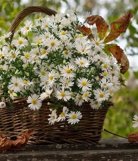 Pin By Rita Leydon On Daisy Daisy Beautiful Flowers Flowers