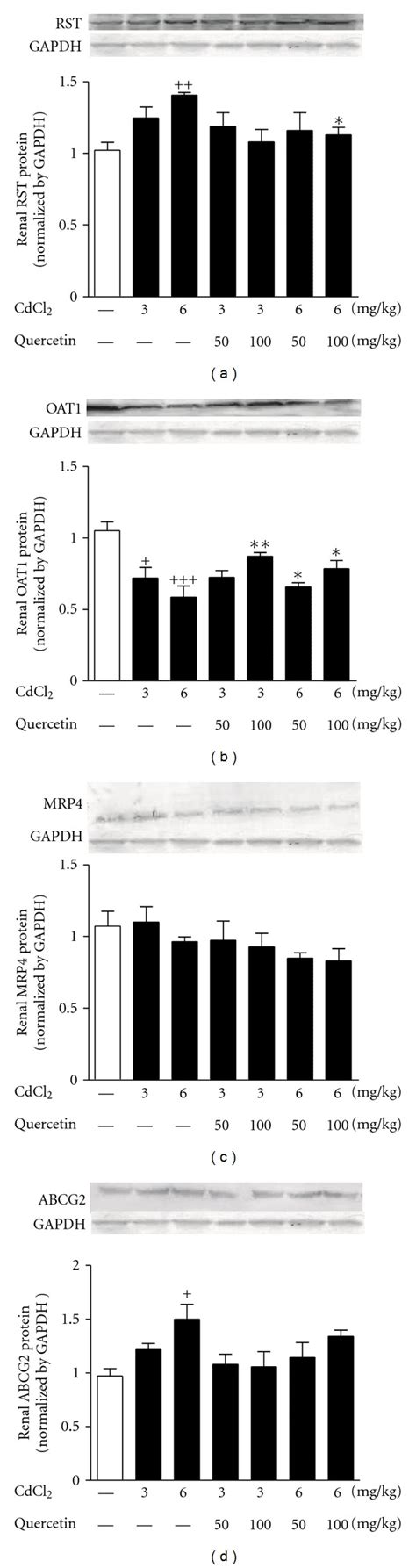 Effects Of A 4 Week Treatment Of CdCl2 And Coadministration Of