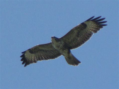 Buzzard Flying Over Head Lauren White Flickr