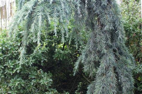 Cedrus Deodara Feeling Blue Zwerg Himalaya Zeder Halbst Mme