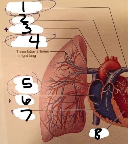 Pulmonary Circulation Hepatic Portal Circulation Flashcards Quizlet