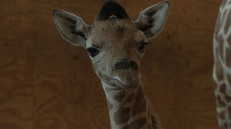 Baby Giraffe Has Been Named - FOX 40 WICZ TV - News, Sports, Weather, Contests & More