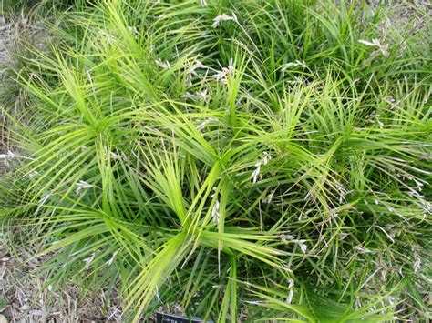 Carex Muskingumensis Oehme