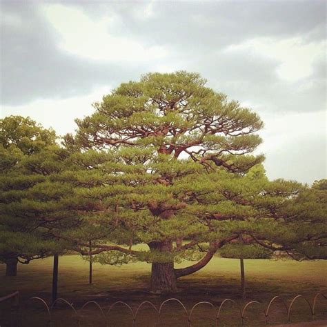 Pin By Krys On Niwaki Japanese Garden Plants Outdoor