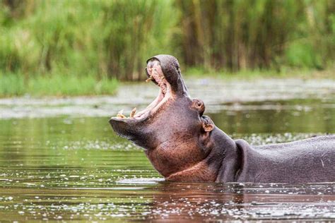 Hippo attack trio don’t have ‘life-threatening’ injuries | The Citizen