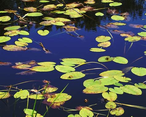 Lily Pad Pond Photograph By Christine Dowling Kelsey Fine Art America