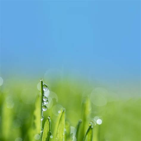 Premium Photo Wet Spring Green Grass Backround With Dew Lawn Natural