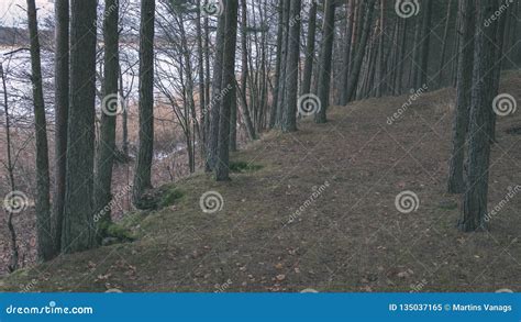 Naked Pine Tree Forest Before Winter Vintage Retro Look Stock Image Image Of Person Nature