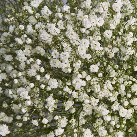 Белые гипсофилы - купить с доставкой в Омске - LAVANDA