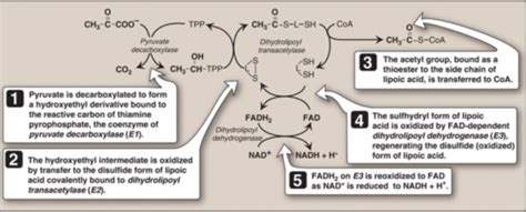 9 Tricarboxylic Acid Cycle And Pyruvate Dehydrogenase Complex