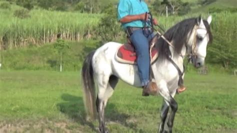 Venta De Caballo Paso Fino 223 Youtube