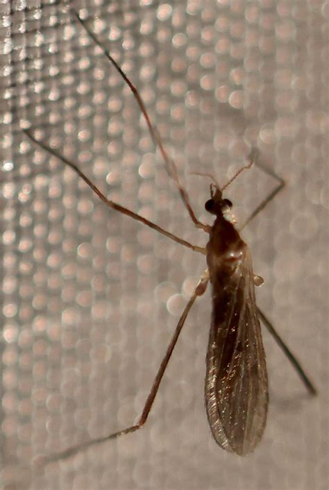 Limoniid Crane Flies From Shepard Settlement Onondaga County Ny Usa