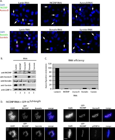 SiRNA Suppression And Simultaneous Rescue Of INCENP By Ectopic