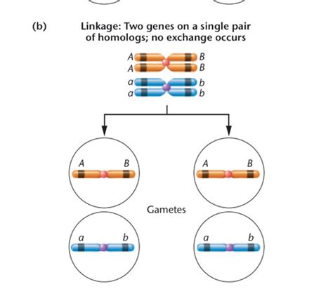 Molecular Genetics Chapter 7 Linkage And Chromosome Mapping In