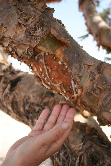 Frankincense Tree