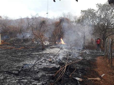 Incêndio de grande proporção atinge vegetação e animais morrem