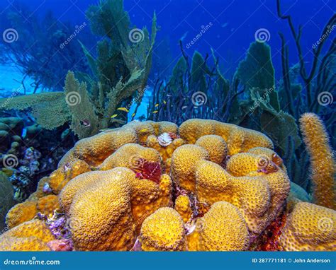 Caribbean Coral Garden Stock Image Image Of Bonaire 287771181