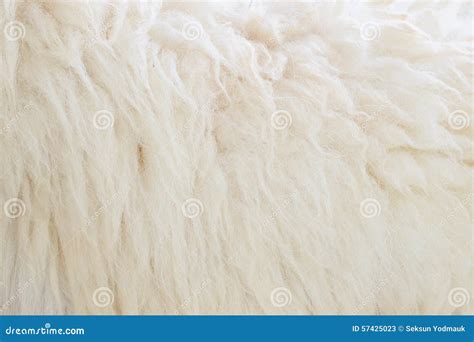 Sheep wool stock image. Image of hair, warm, woolly, animal - 57425023