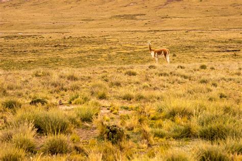 La Fauna De Perú Ii El Dominio Andino