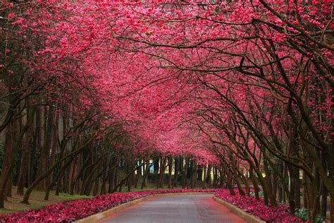 Blooming Trees Wallpapers - Wallpaper Cave