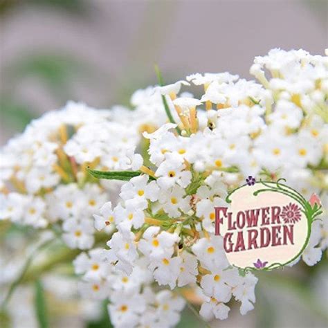 Будлея Бяла Bouquet - /Летен люляк Бял - rosesplants.com