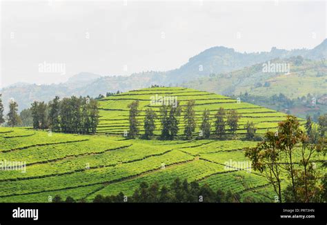 Tea plantations in north western Rwanda Stock Photo - Alamy