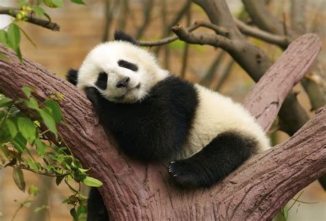 Imagem De Ursinho Panda - Urso Panda Gigante: Características, Peso, Tamanho, Habitat e Fotos ...