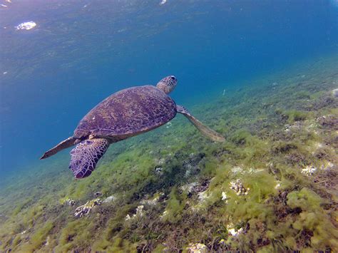 Berbondong Bondong Ke Pulau Derawan —