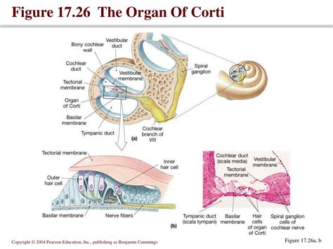 Ppt Chapter 17 Part 3 Powerpoint Presentation Free Download Id