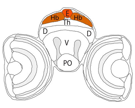 epithalamus — Zebrafish UCL