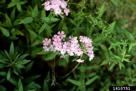 Phlox Genus Phlox