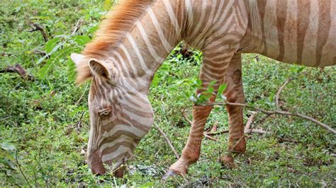 Otkrivena Retka Ri A Zebra U Divljini Edukacija