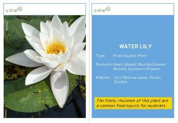 Aquatic Plants Flash Cards By Cilre Teachers Pay Teachers