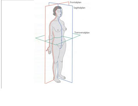 Anatomiska Plan Diagram Quizlet