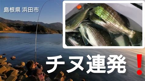 『フカセ釣り』夕まずめ チヌ連発 島根県浜田市 山陰釣り新報