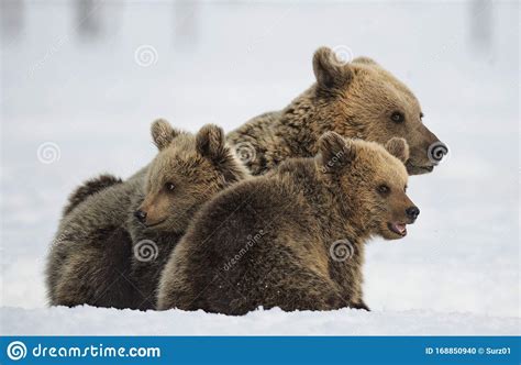 She-Bear and Bear Cubs in the Snow. Stock Photo - Image of life, nature ...