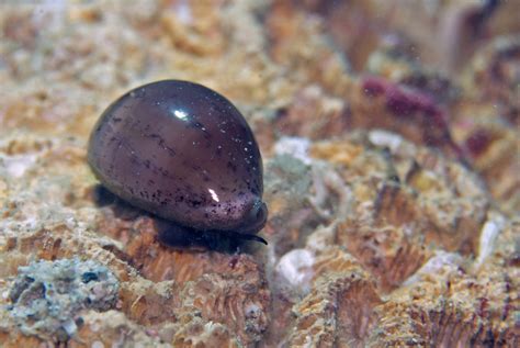 Atlantic Grey Cowry From La Trinit Le Trinit Martinique On April