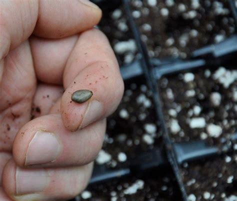 How To Grow Artichokes From Seed And Harvest In One Year Artofit