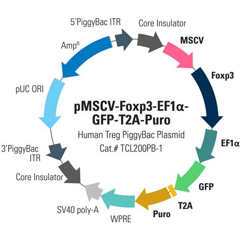 Pmscv Mouse Foxp Ef Gfp T A Puro For Foxp Overexpression System