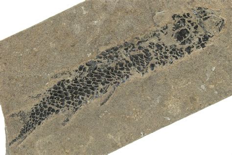 3.7" Devonian Lobed-Fin Fish (Osteolepis) Fossil - Scotland (#231959) For Sale - FossilEra.com