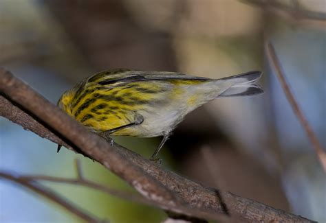 Bill Hubick Photography - Cape May Warbler (Dendroica tigrina)