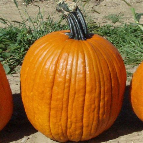 Pumpkin Big Doris F1 Seed Harris Seeds