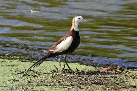 Premium Photo Pheasant Tailed Jacana Hydrophasianus Chirurgus